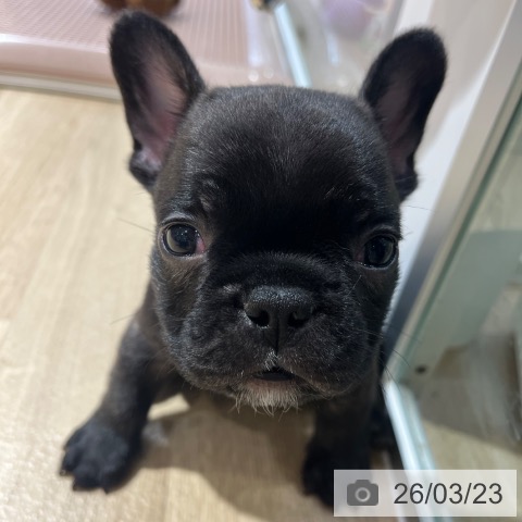 フレンチ・ブルドッグの写真