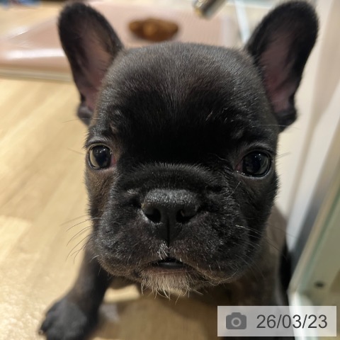 フレンチ・ブルドッグの写真