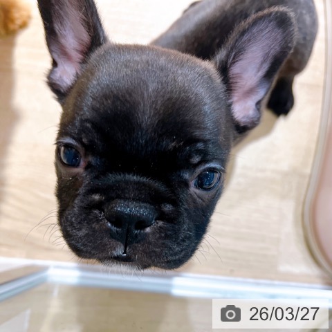 大阪府のフレンチブルドッグ (ペットプラス イオン大日店/2026年1月21日生まれ/男の子/ブリンドル)の子犬の4枚目の画像