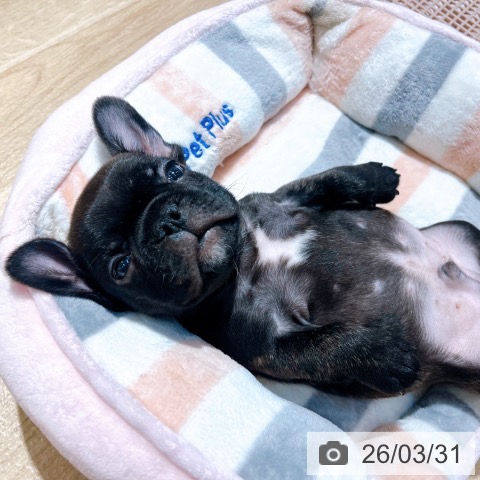 大阪府のフレンチブルドッグ (ペットプラス イオン大日店/2026年1月21日生まれ/男の子/ブリンドル)の子犬の3枚目の画像