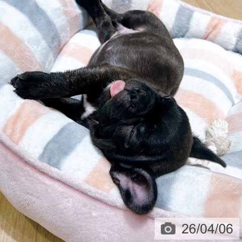 大阪府のフレンチブルドッグ (ペットプラス イオン大日店/2026年1月21日生まれ/男の子/ブリンドル)の子犬の4枚目の画像