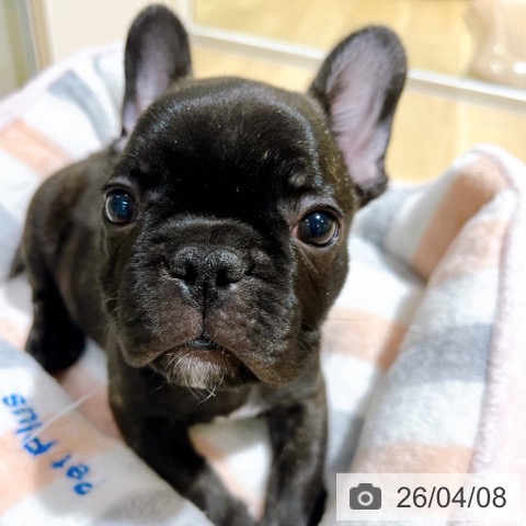 大阪府のフレンチブルドッグ (ペットプラス イオン大日店/2026年1月21日生まれ/男の子/ブリンドル)の子犬の3枚目の画像
