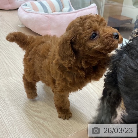 トイ・プードルの写真