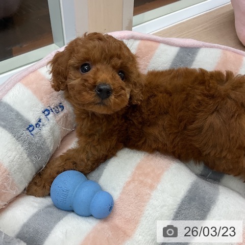 トイ・プードルの写真