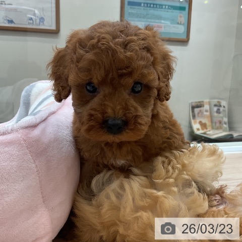 トイ・プードルの写真