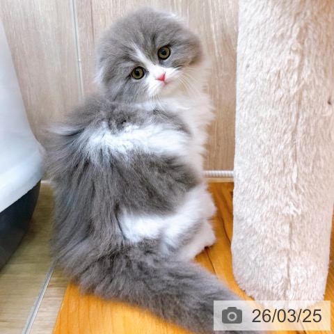 大阪府のスコティッシュフォールド (ペットプラス イオン大日店/2026年1月20日生まれ/女の子/ブルーホワイト)の子猫の4枚目の画像