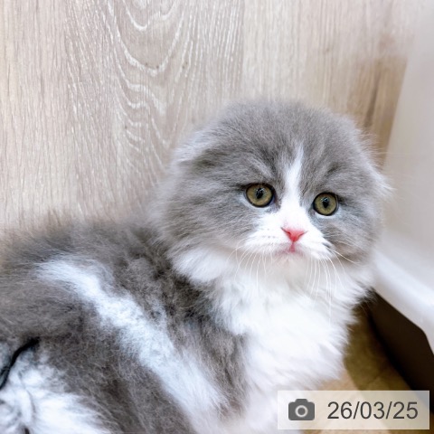 大阪府のスコティッシュフォールド (ペットプラス イオン大日店/2026年1月20日生まれ/女の子/ブルーホワイト)の子猫の3枚目の画像