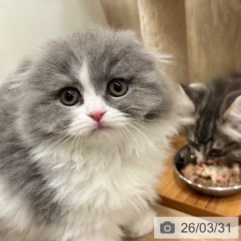 大阪府のスコティッシュフォールド (ペットプラス イオン大日店/2026年1月20日生まれ/女の子/ブルーホワイト)の子猫の4枚目の画像