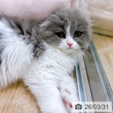 大阪府のスコティッシュフォールド (ペットプラス イオン大日店/2026年1月20日生まれ/女の子/ブルーホワイト)の子猫の3枚目の画像