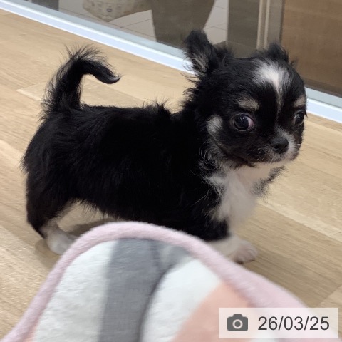 大阪府のチワワ(ロング) (ペットプラス りんくう泉南店/2026年1月20日生まれ/男の子/ブラックタンホワイト)の子犬の3枚目の画像