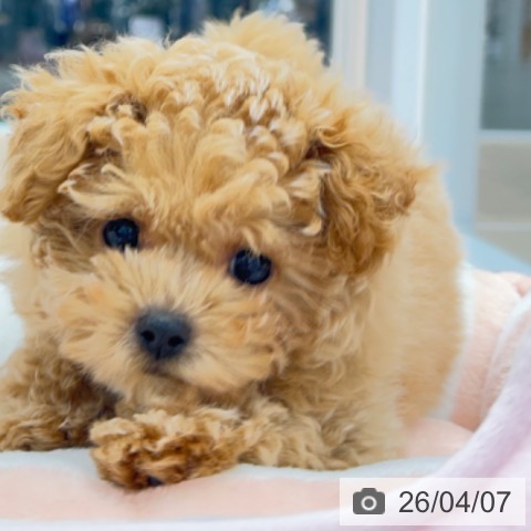 京都府のトイプードル(トイ) (ペットプラス 京都桂川店/2026年1月21日生まれ/女の子/アプリコット)の子犬の4枚目の画像