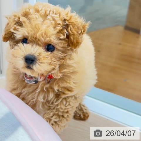 京都府のトイプードル(トイ) (ペットプラス 京都桂川店/2026年1月21日生まれ/女の子/アプリコット)の子犬の3枚目の画像