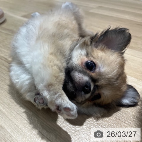 大阪府のチワワ(ロング) (ペットプラス イオン大日店/2026年1月23日生まれ/男の子/フォーンホワイト)の子犬の4枚目の画像