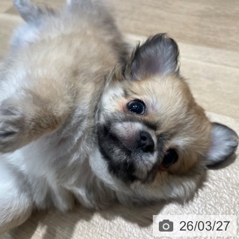 大阪府のチワワ(ロング) (ペットプラス イオン大日店/2026年1月23日生まれ/男の子/フォーンホワイト)の子犬の3枚目の画像