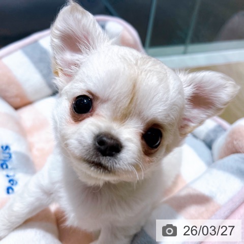 チワワの写真