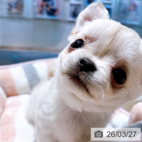 チワワの写真