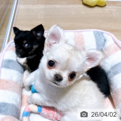 チワワの写真