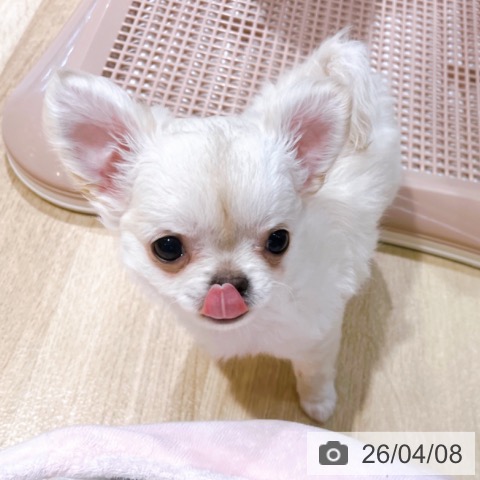チワワの写真