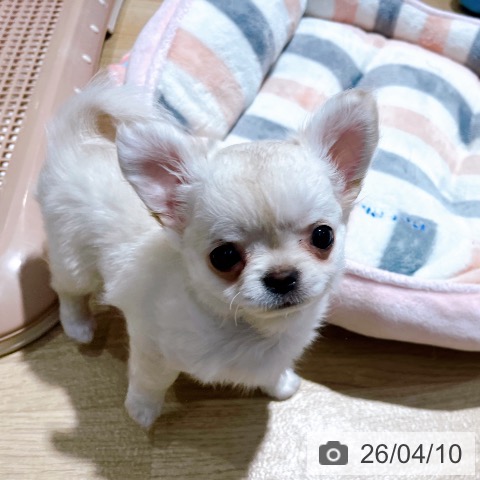 チワワの写真