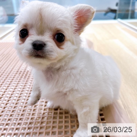 チワワの写真