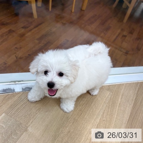 京都府のビションフリーゼ (ペットプラス 久御山店/2026年1月23日生まれ/男の子/ホワイト)の子犬の4枚目の画像