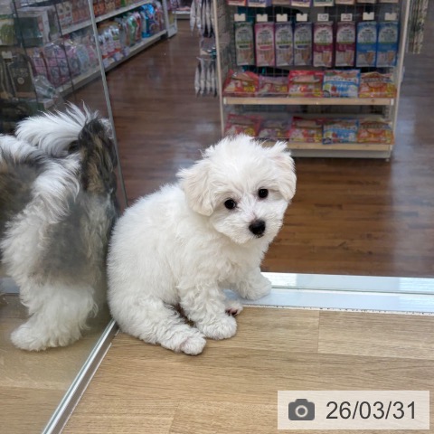 京都府のビションフリーゼ (ペットプラス 久御山店/2026年1月23日生まれ/男の子/ホワイト)の子犬の3枚目の画像