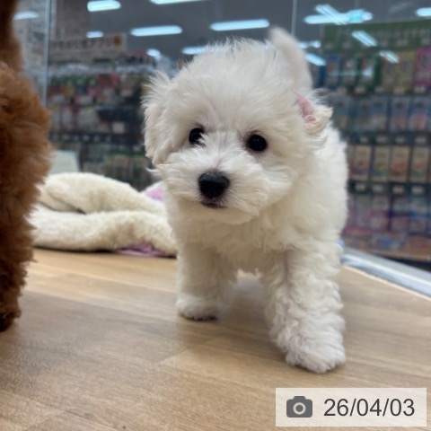 京都府のビションフリーゼ (ペットプラス 久御山店/2026年1月23日生まれ/男の子/ホワイト)の子犬の4枚目の画像