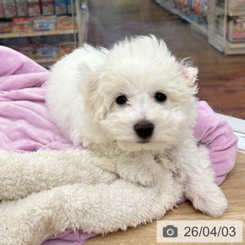 京都府のビションフリーゼ (ペットプラス 久御山店/2026年1月23日生まれ/男の子/ホワイト)の子犬の3枚目の画像