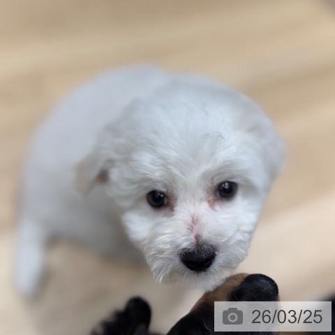 ビション・フリーゼの写真