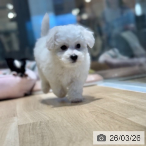 ビション・フリーゼの写真