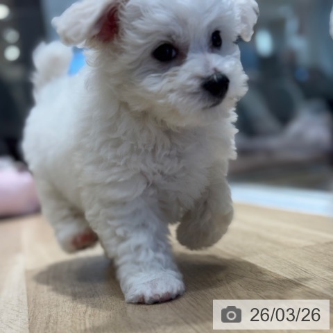 ビション・フリーゼの写真