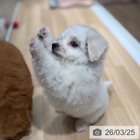 ビション・フリーゼの写真