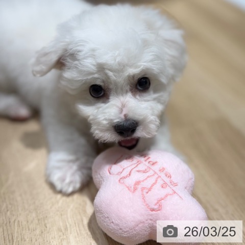 ビション・フリーゼの写真