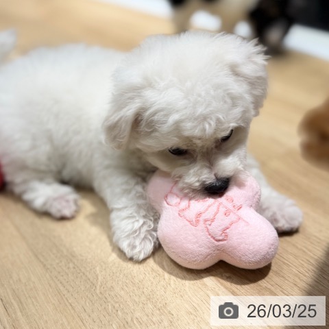 ビション・フリーゼの写真