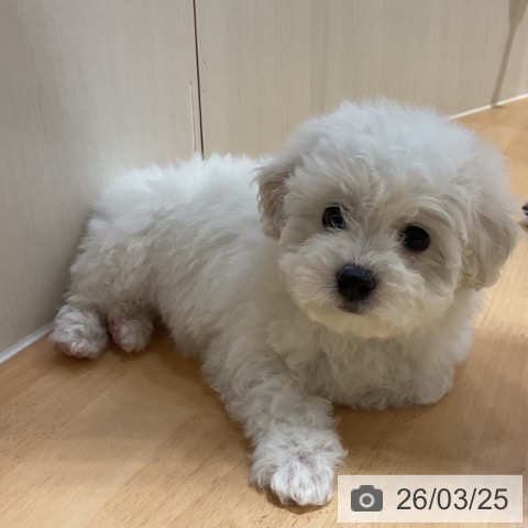 ビション・フリーゼの写真