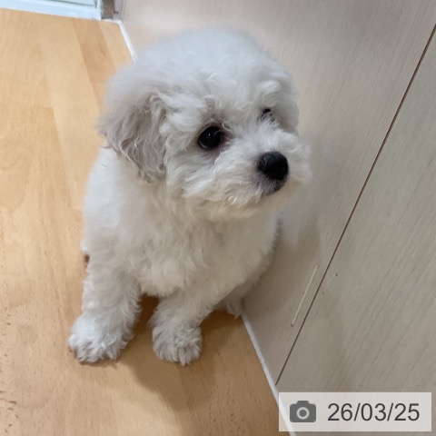 ビション・フリーゼの写真