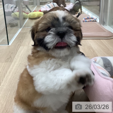 シー・ズーの写真