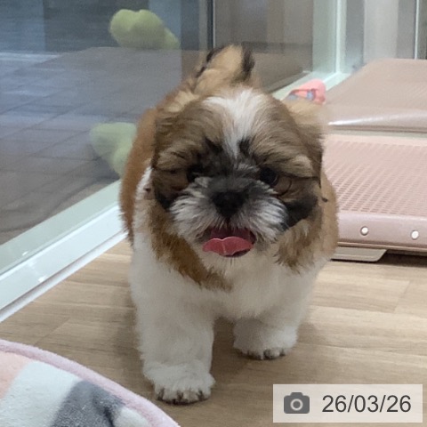 シー・ズーの写真