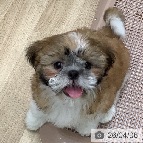 大阪府のシーズー (ペットプラス 鶴見店/2026年1月22日生まれ/男の子/ホワイトゴールド)の子犬の3枚目の画像