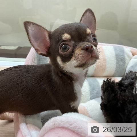 大阪府のチワワ(ロング) (ペットプラス ららぽーと和泉店/2026年1月20日生まれ/男の子/チョコレートタンホワイト)の子犬の4枚目の画像