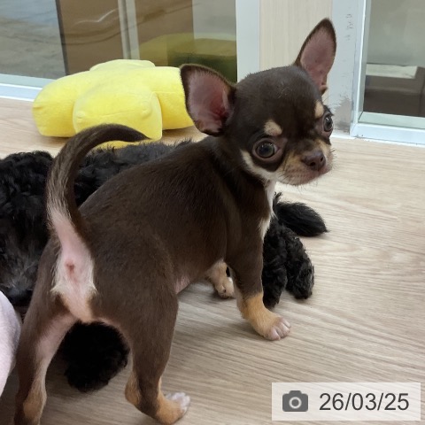 大阪府のチワワ(ロング) (ペットプラス ららぽーと和泉店/2026年1月20日生まれ/男の子/チョコレートタンホワイト)の子犬の3枚目の画像