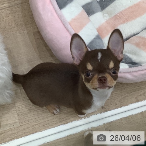 大阪府のチワワ(ロング) (ペットプラス 鶴見店/2026年1月20日生まれ/男の子/チョコレートタンホワイト)の子犬の4枚目の画像