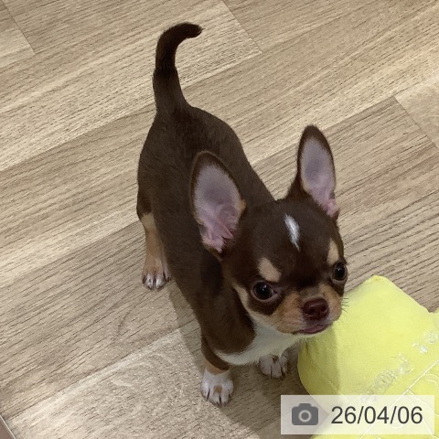 大阪府のチワワ(ロング) (ペットプラス 鶴見店/2026年1月20日生まれ/男の子/チョコレートタンホワイト)の子犬の3枚目の画像