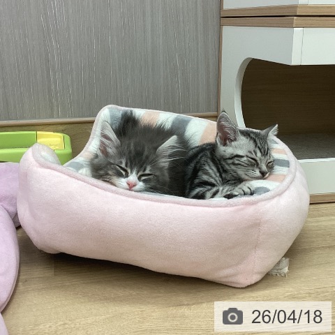 新潟県のノルウェージャンフォレストキャット (ペットプラス 新潟南店/2026年1月19日生まれ/男の子/ブルーシルバークラシックタビーホワイト)の子猫の4枚目の画像