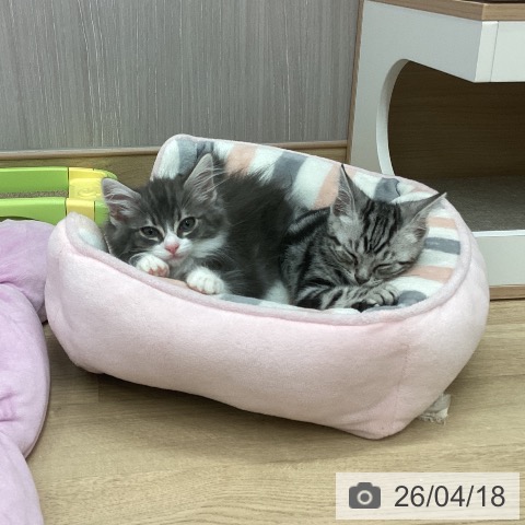 新潟県のノルウェージャンフォレストキャット (ペットプラス 新潟南店/2026年1月19日生まれ/男の子/ブルーシルバークラシックタビーホワイト)の子猫の3枚目の画像