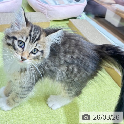 京都府のノルウェージャンフォレストキャット (ペットプラス 京都桂川店/2026年1月19日生まれ/男の子/ブラックブラウンマッカレルタビーホワイト)の子猫の3枚目の画像