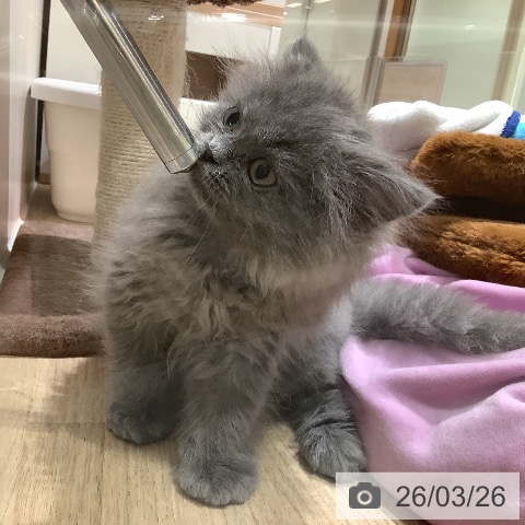 ラガマフィンの写真