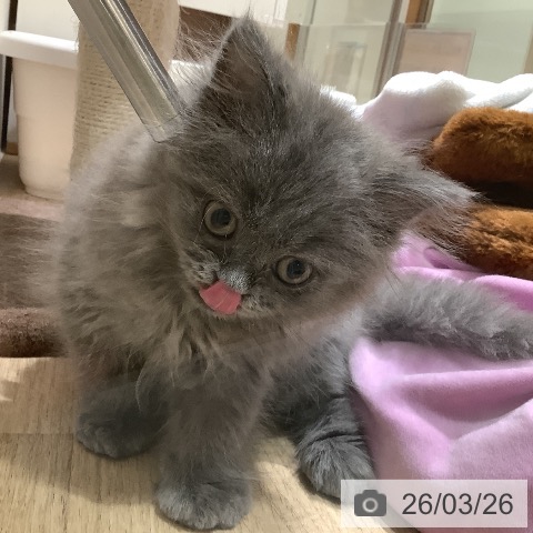 ラガマフィンの写真