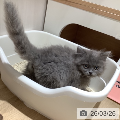 ラガマフィンの写真