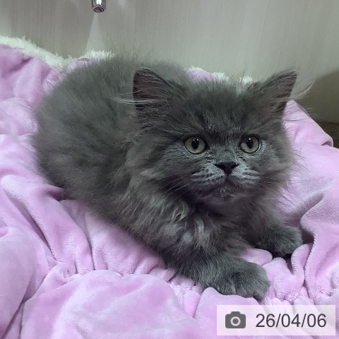 大阪府のラガマフィン (ペットプラス 鶴見店/2026年1月23日生まれ/男の子/ブルー)の子猫の4枚目の画像